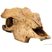 EXO TERRA Crâne de Bison L pour Reptiles